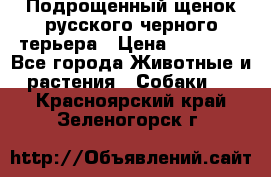 Подрощенный щенок русского черного терьера › Цена ­ 35 000 - Все города Животные и растения » Собаки   . Красноярский край,Зеленогорск г.